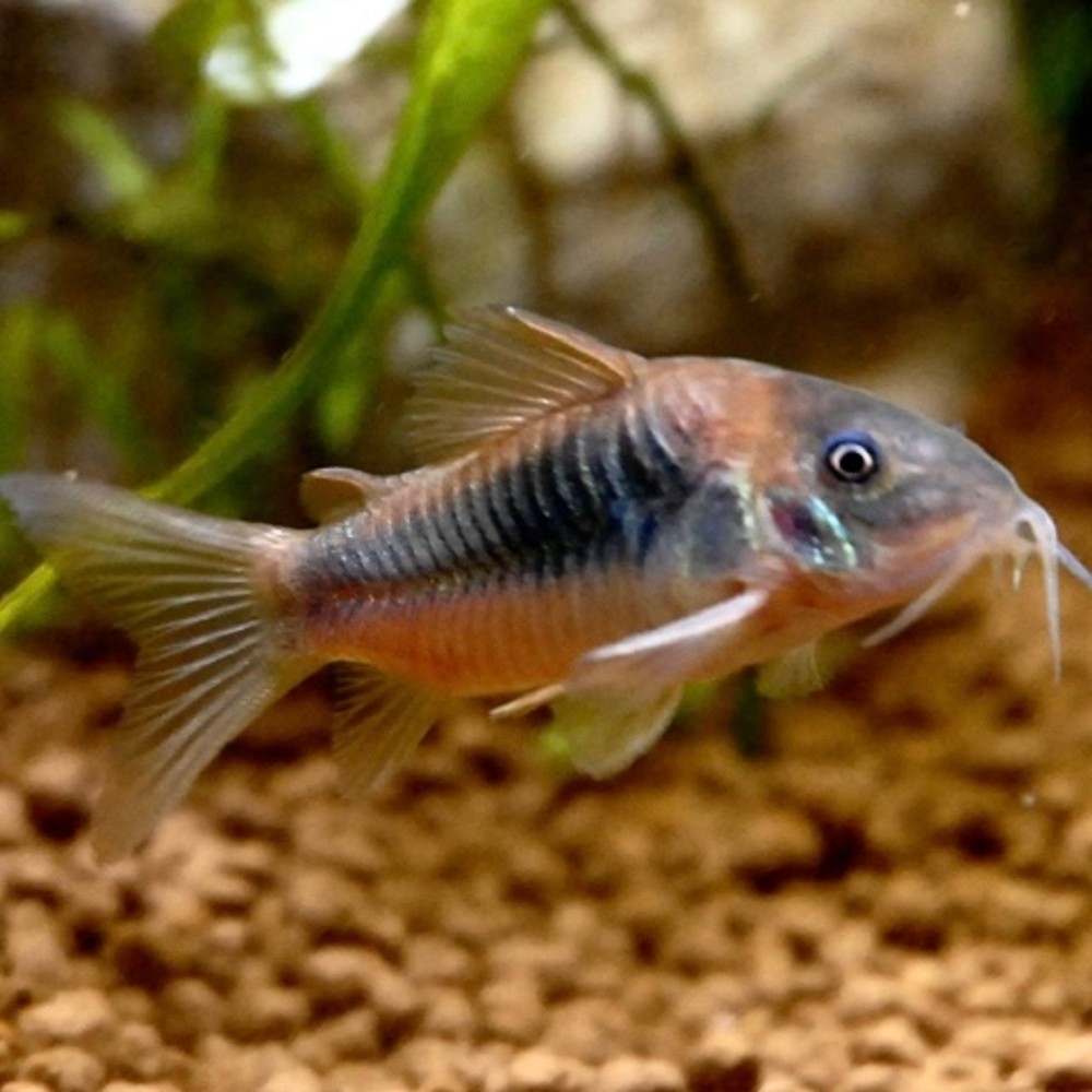 Corydoras aeneus Bronze cory L Bodemvissen Jarathana